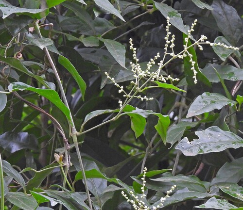Suma (Hebanthe erianthos)