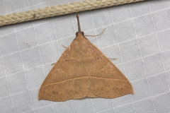 Marapana