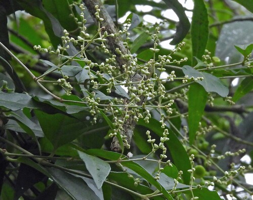 Hebanthe erianthos