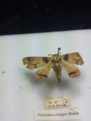 Pericyma cruegeri