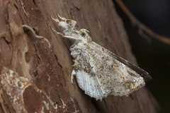Masca abactalis
