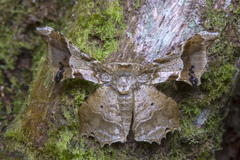 Krananda oliveomarginata