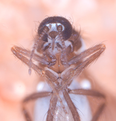 Forcipomyia macswaini