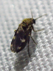 Forcipomyia macswaini