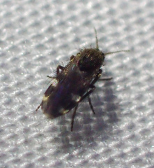 Forcipomyia macswaini