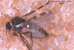 Forcipomyia macswaini