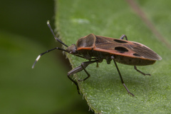 Physopelta cincticollis