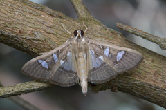 Glyphodes crithealis