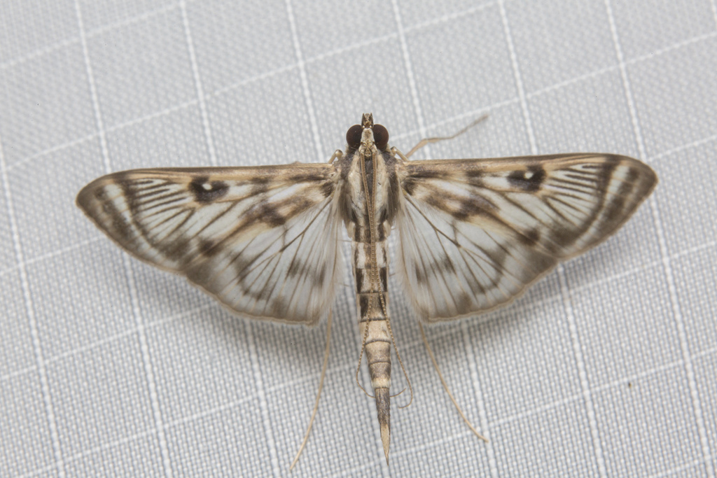 Rhimphalea