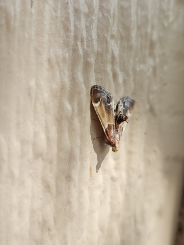 Meal moth
