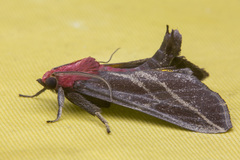 Toccolosida rubriceps