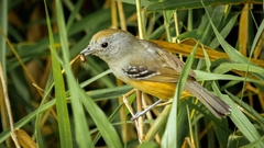 Thamnophilus caerulescens gilvigaster