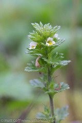 Euphrasia mollis