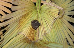 Cynopterus sphinx