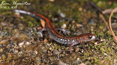 Korean Crevice Salamander photo 4