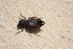 Amycterus caudatus