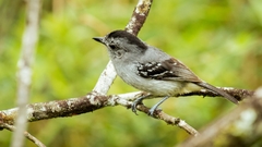 Thamnophilus caerulescens gilvigaster