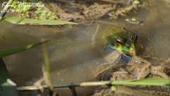 Pelophylax chosenicus