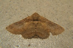 Pericyma