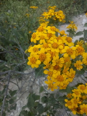 Zaluzania montagnifolia