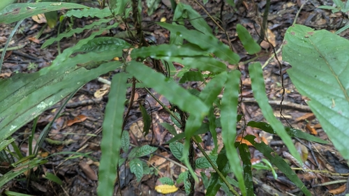 Lygodium salicifolium observed 2025-09-01