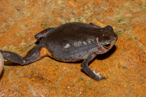 Burrowing Grainy Frog, Kalophrynus subterrestris