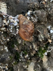 Nucella lamellosa