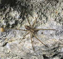 Acanthoctenus