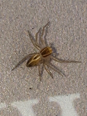 Oxyopes