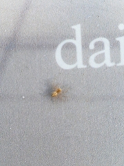 Oxyopes