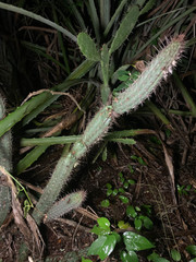 Pilosocereus gaumeri
