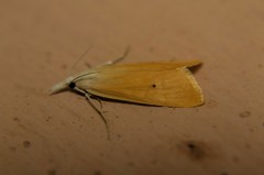 Scirpophaga incertulas