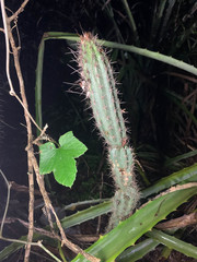 Pilosocereus gaumeri