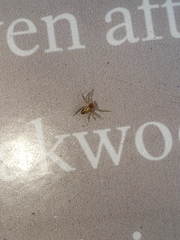 Oxyopes