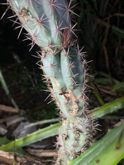 Pilosocereus gaumeri