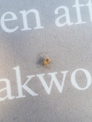 Oxyopes