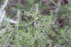 Condalia spathulata