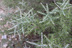 Condalia spathulata