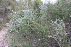 Condalia spathulata