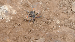 Himalphalangium spinulatum