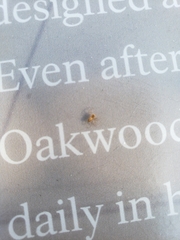 Oxyopes
