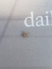 Oxyopes