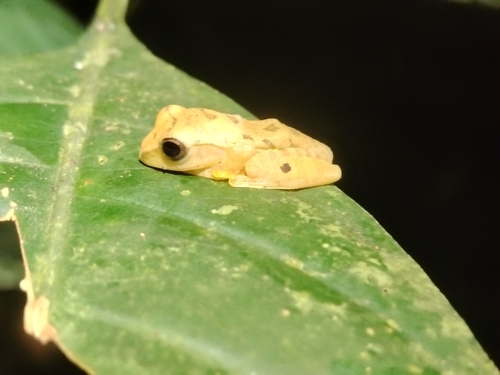 Nong Khor Bushfrog, Chirixalus nongkhorensis