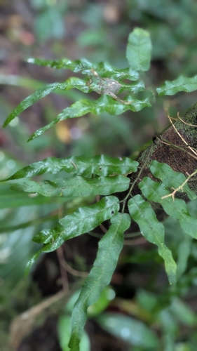 Lygodium salicifolium observed 2025-09-01