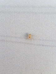 Oxyopes