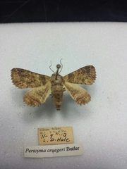 Pericyma cruegeri