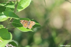 Phyciodes pallescens