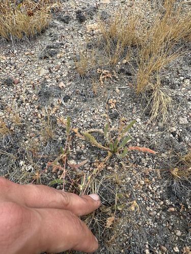 Yosemite ivesia (Ivesia unguiculata)