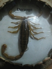 Centruroides suffusus