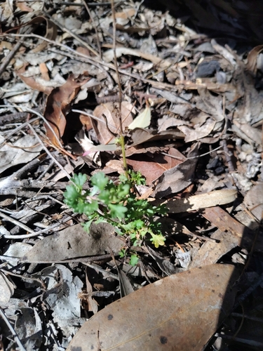 Calotis cuneifolia iNat (3)